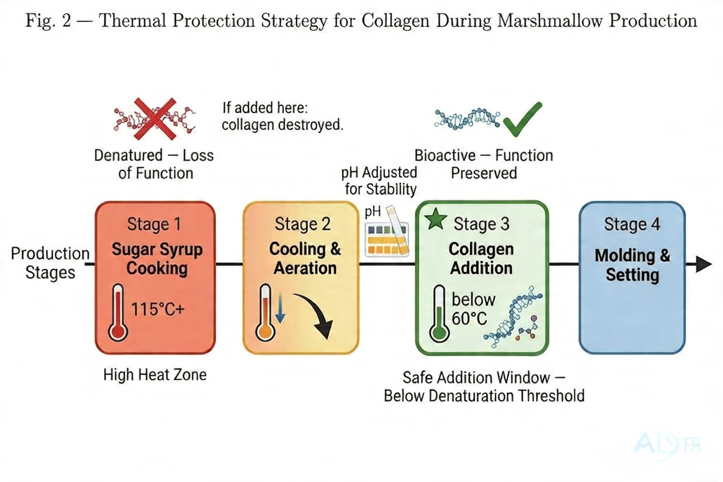 A visual showing the molecular structure of collagen being protected during a low-temperature process